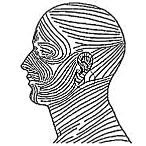 Langer lines illustration